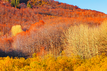 Etna National Park forest, Etna, Sicily, Italy