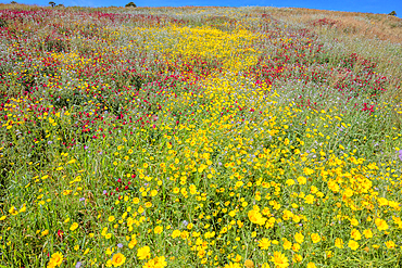 Wild flowers blooming, Cattolica Eraclea, Agrigento district, Sicily, Italy