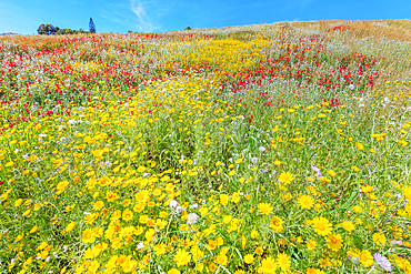 Wild flowers blooming, Cattolica Eraclea, Agrigento district, Sicily, Italy