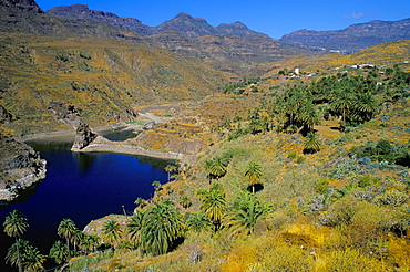 Palm trees at Embalse de Fataga (artificial lake), Fataga, Gran Canaria, Canary Islands, Spain, Atlantic, Europe