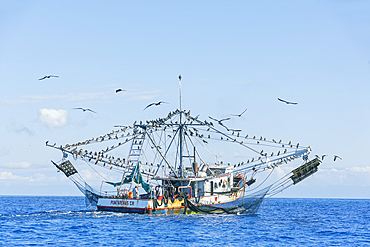 Fishing boat accompanied by a flock of birds, Drake bay, Osa Peninsula, Costa Rica