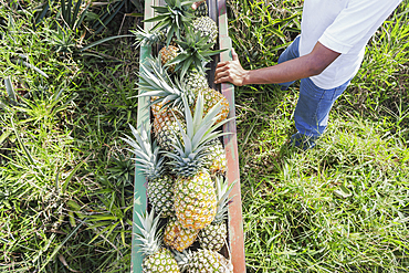 Worker controlling pineapples conveyor belt, Sarapiqui, Costa Rica, Central America