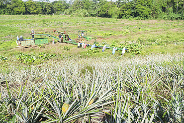 Pineapple plantation, Sarapiqui, Costa Rica, Central America