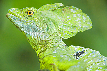 Plumed Basilisk (Basiliscus plumifrons) walking in rainforest, Costa Rica, Central America