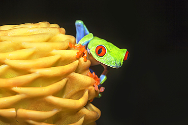 Red eyed tree frog (Agalychins callydrias) on yellow flower, Sarapiqui, Costa Rica