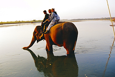 Elephant carrying tourists on its back in the Reu river.  Royal Chitwan National Park, the Terai, Nepal