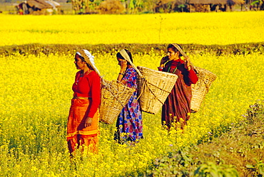 Peasant women carrying harvest in woven baskets in mustard fields, Sauhara. Royal Chitwan National Park, the Terai, Nepal