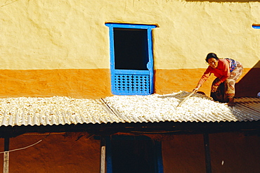 Peasant woman tidying up grains drying on her house terrace, Nagarkot, Nepal