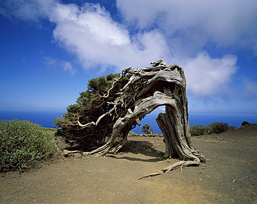 Sabina tree at El Sabinar, El Hierro, Canary Islands, Spain, Europe