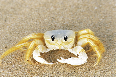 Ghost crab also known as sand crab, Genus ocypode, Parque Nacional de Fernando de Noronha, Fernando de Noronha, Pernambuco, Brazil, South America