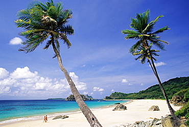 Palm trees at Praia do Conbceicao beach, Parque Nacional de Fernando de Noronha, Fernando de Noronha, Pernambuco, Brazil, South America