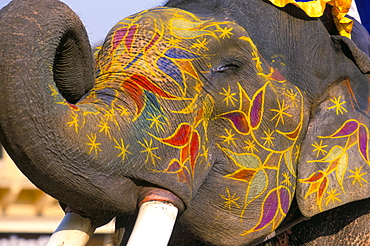 Painted elephant, Pushkar, Rajasthan state, India, Asia