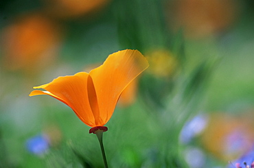 Close-up of a California poppy, a wild flower in the Santa Barbara Botanical Gardens, Santa Barbara, California, United States of America, North America