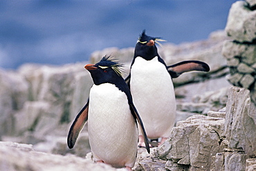 Two rockhopper penguins (Eudyptes chrysocome chrysocome), Sea Lion Islands, Falkland Islands, Atlantic, South America