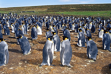 Colony of king penguins (Aptenodytes patagonicus), Volunteer Point, East Falkland, Falkland Islands, South Atlantic, South America