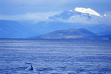 Humpback whale (Megaptera novaeangliae), and snow coverd mountains in the background, Francisco Coloane Marine Park, Strait of Magallanes (Magellan), Patagonia, Chile, South America