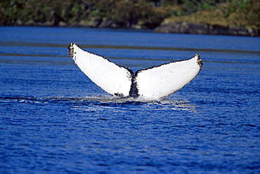 Tail (fluke) of a humpback whale (Megaptera novaeangliae), Francisco Coloane Marine Park, Strait of Magallanes (Magellan), Patagonia, Chile, South America