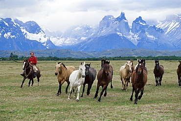 A group of gauchos riding horses, with the Cuernos del Paine (Horns of Paine) mountains behind, Torres del Paine National Park, Patagonia, Chile, South America