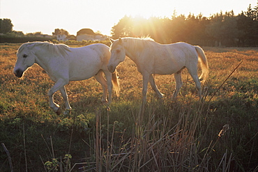 Camargue horses, La petite Camargue, in the region of Aigues-Mortes, Gard, Languedoc-Roussillon, France, Europe