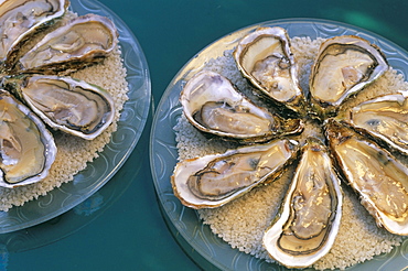 Bouzigues oysters, Chez Philippe, Marseillan port, Herault, Languedoc-Roussillon, France, Europe