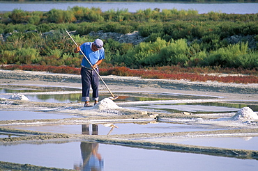 Collecting salt in the salt pans, Fier d'Ars, Ile de Re, Charente Maritime, France, Europe