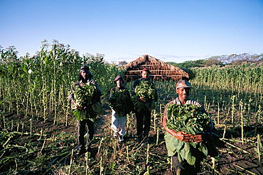 Harvesting tobacco, Santiago region, Dominican Republic, Hispaniola, West Indies, Central America