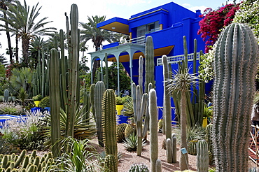 Cacti in the Majorelle Garden, created by the French cabinetmaker Louis Majorelle, and restored by the couturier Yves Saint-Laurent, Marrakesh, Morocco, North Africa, Africa