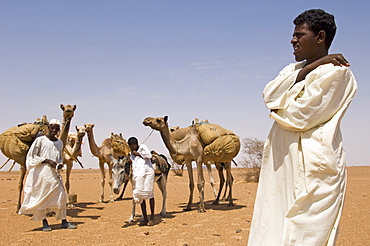 Garma oasis, Bayuda desert, Sudan, Africa