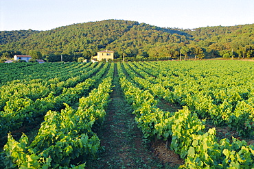 Vineyard, The Var, Cote d'Azur, Provence, France