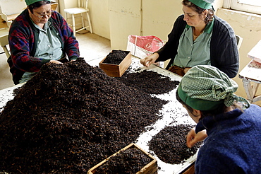 The Azorean Tea Factory, Gorreana, Sao Miguel Island, Azores, Portugal, Europe