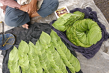 Betel, leaf of a vine belonging to the Piperaceae family, used as a stimulant, antiseptic and breath-freshener, Republic of the Union of Myanmar (Burma), Asia 