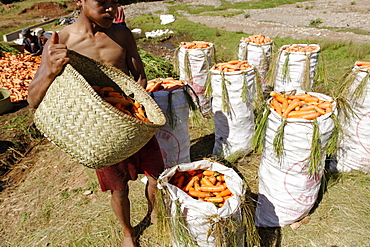 Carrot harvest, Vakinankaratra region, Madagascar, Africa 