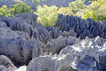 Tsingy de Bemaraha Strict Nature Reserve, UNESCO World Heritage Site, near the western coast in Melaky Region, Madagascar, Africa 