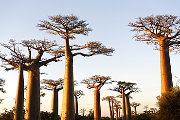 The Alley of the Baobabs (Avenue de Baobabs), a prominent group of baobab trees lining the dirt road between Morondava and Belon'i Tsiribihina, Madagascar, Africa 