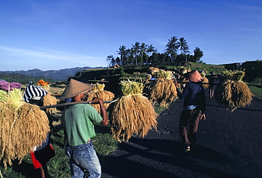 Rice harvest, Denpasar area, island of Bali, Indonesia, Southeast Asia, Asia