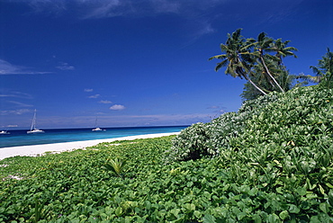 Nature reserve and beach, Ile Aride (Aride Island), Seychelles, Indian Ocean, Africa