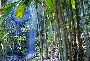 Waterfall, Vallee de Mai National Park, island of Praslin, Seychelles, Indian Ocean, Africa