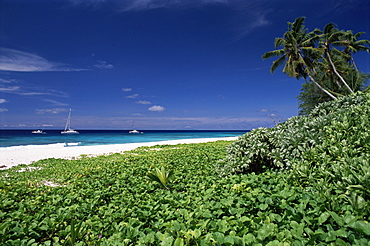 Nature reserve and beach, Ile Aride (Aride Island), Seychelles, Indian Ocean, Africa