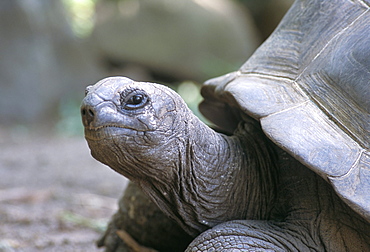 Tortoise, south coast, Curieuse Island, Seychelles, Indian Ocean, Africa