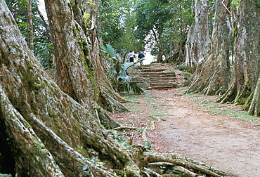 Allee de Sang-Dragon (sangdragon trees alley), Mission at Morne Seychellois, island of Mahe, Seychelles, Indian Ocean, Africa