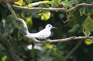 Nature reserve, Aride island, Seychelles, Indian Ocean, Africa