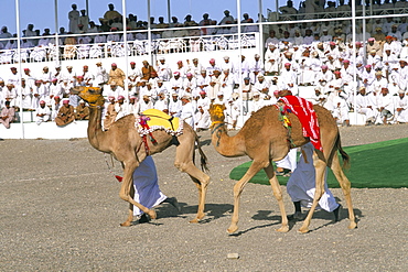 Camel racing, Mudaibi region, Sultanate of Oman, Middle East