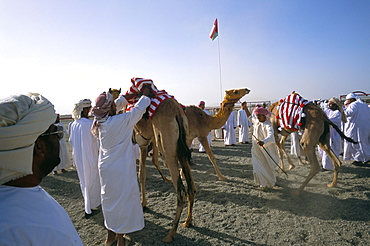 Camel racing, Mudaibi region, Sultanate of Oman, Middle East