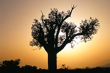 Tree silhouette, Al-Sharqiya province, Sultanate of Oman, Middle East