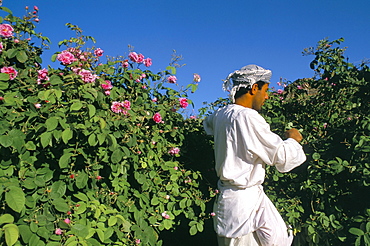 Cutting roses, village of Al Ain, Al Jabal Al Akkar region, Sultanate of Oman, Middle East