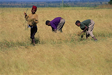 Boys in field harvesting 'tef', Woolisso region, Shoa province, Ethiopia, Africa