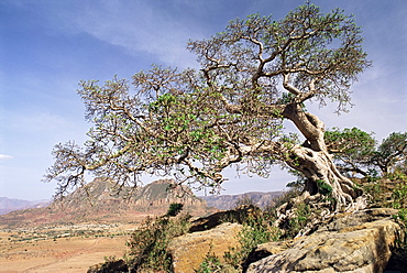 On the flank of Mount Workamba, Tambien region, Tigre Province, Ethiopia, Africa