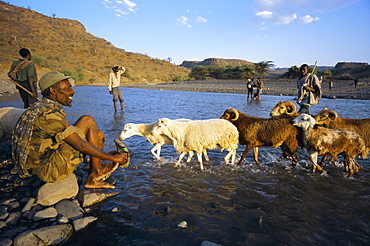 Shepherds and flock crossing river, Terari Wenz, Wollo region, Ethiopia, Africa