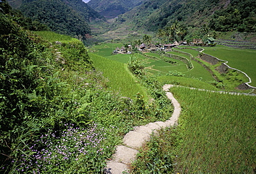 Path through fields leading to the Ifugao village of Banga-An, northern area, island of Luzon, Philippines, Southeast Asia, Asia