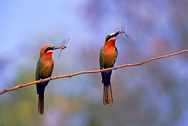 White fronted bee eaters with insects, Botswana, Okavango Delta